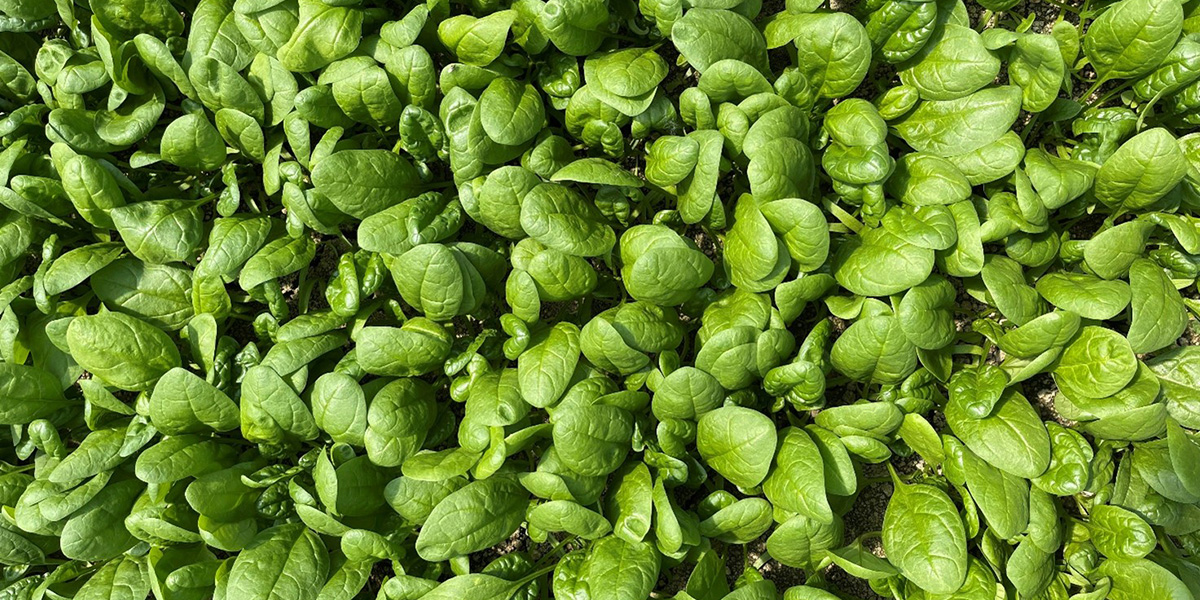 Seminis, spinaci di nuova generazione: genetiche avanzate contro la peronospora